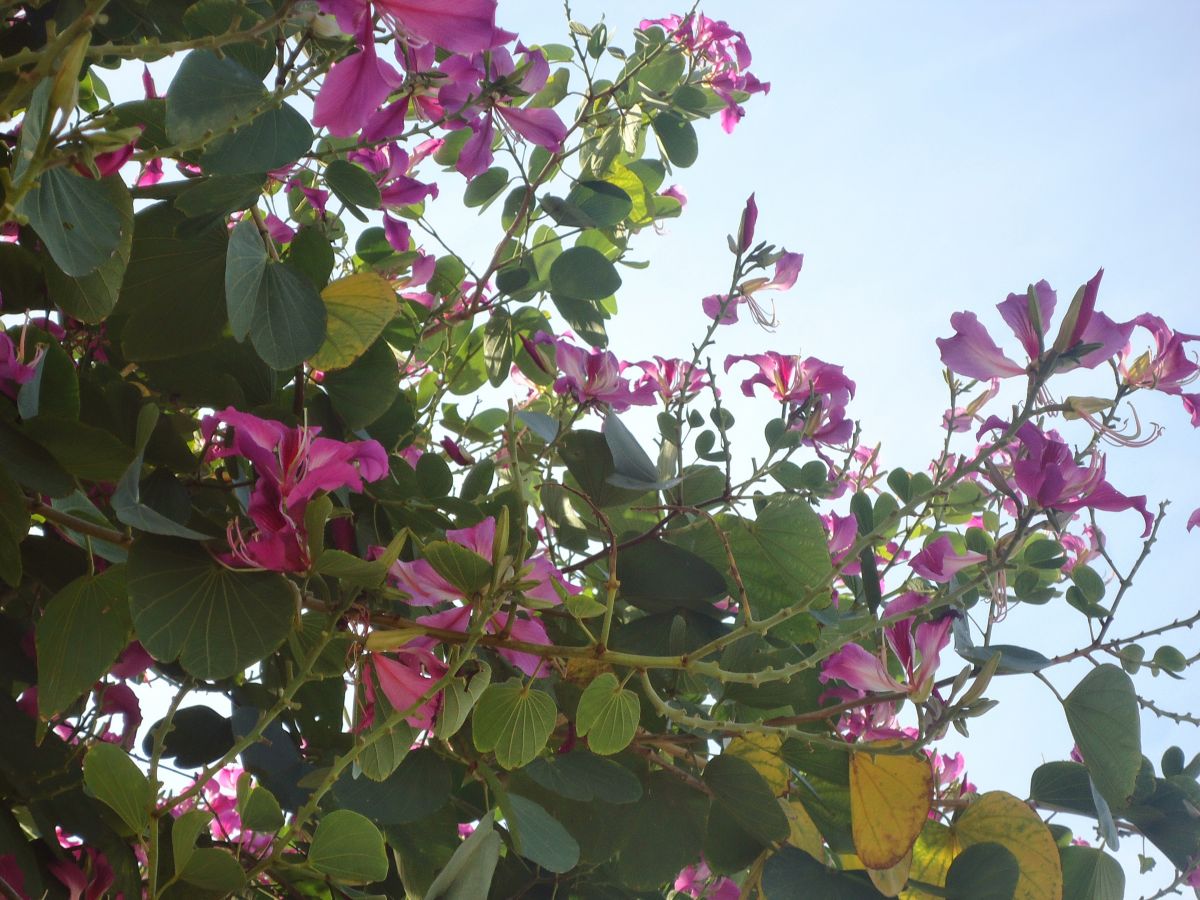 imagini hotel LAS BRISAS